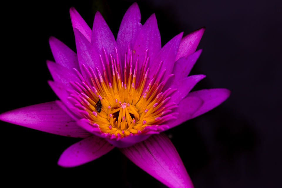 Photo of Tadiandamol Hills, Chelavara, Karnataka, India by Aayush Mittal