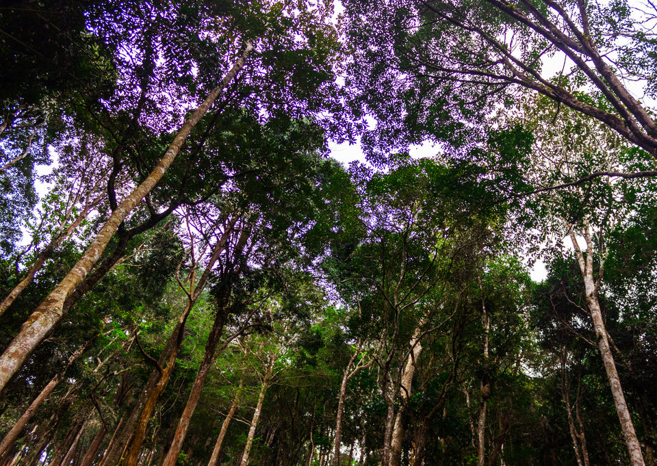 Photo of Tadiandamol Hills, Chelavara, Karnataka, India by Aayush Mittal