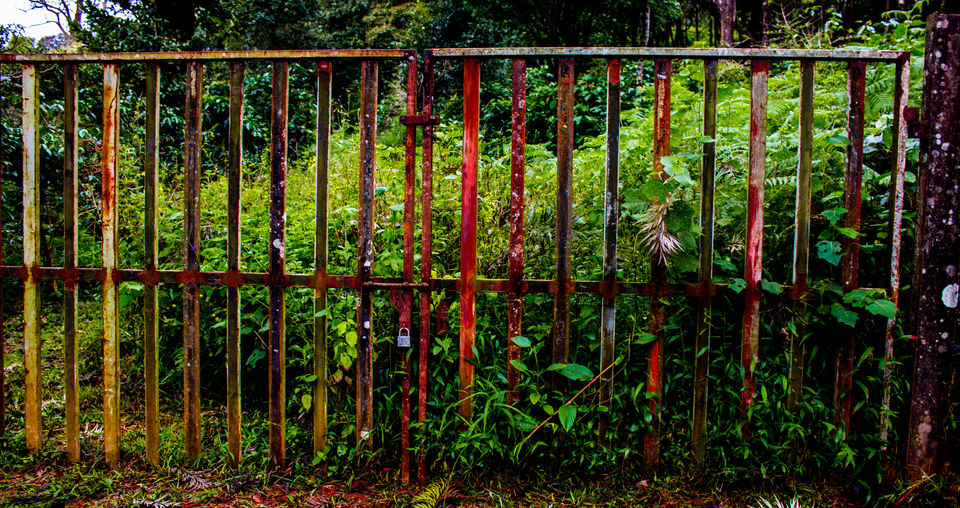 Photo of Tadiandamol Hills, Chelavara, Karnataka, India by Aayush Mittal