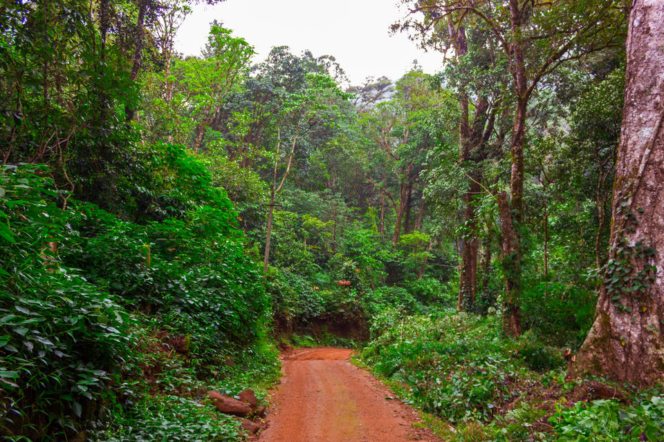 Photo of COORG...The SCOTLAND of INDIA by Aayush Mittal