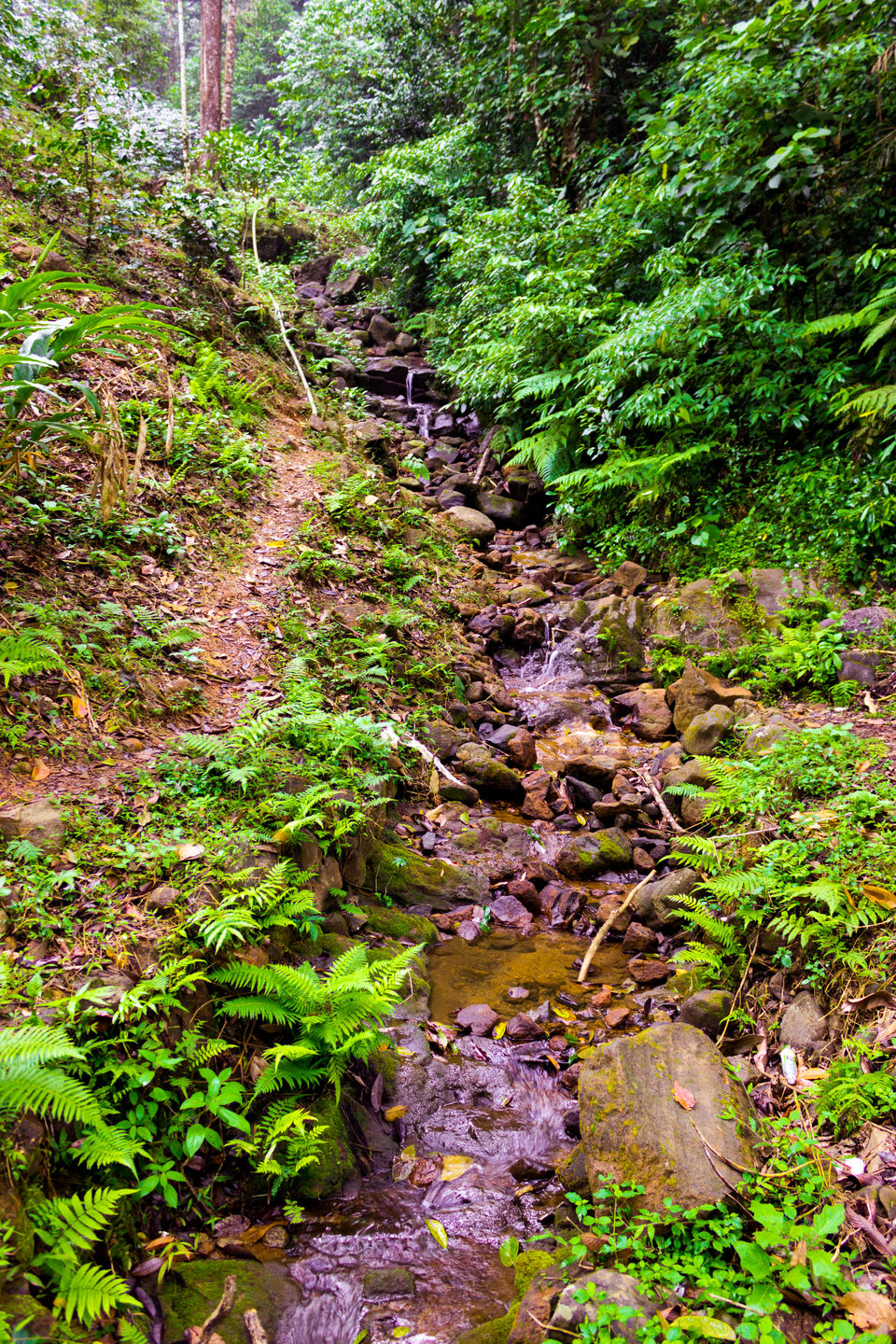 Photo of COORG...The SCOTLAND of INDIA by Aayush Mittal