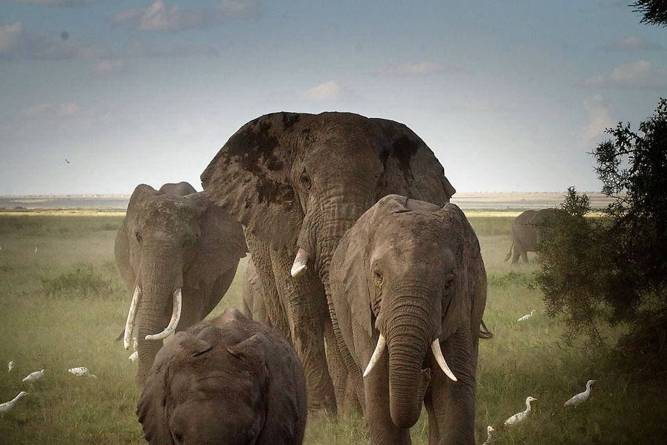 Photo of Kenyan Safari- Maasai Mara and Lake Nakuru National Park 1/6 by CraftATrip