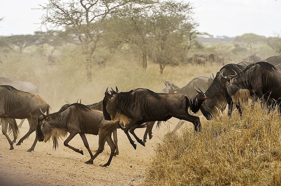 Photo of Kenyan Safari- Maasai Mara and Lake Nakuru National Park 6/6 by CraftATrip