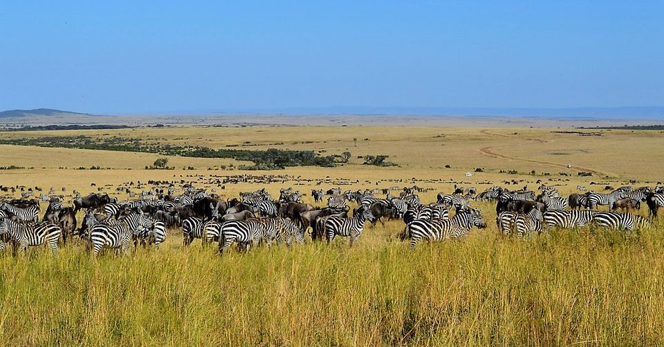 Photo of Kenyan Safari- Maasai Mara and Lake Nakuru National Park 2/6 by CraftATrip