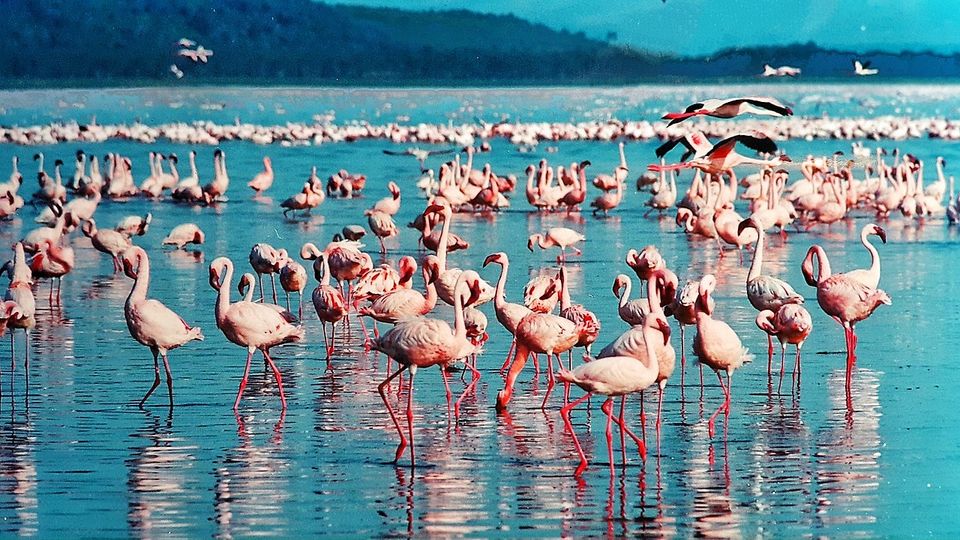 Photo of Kenyan Safari- Maasai Mara and Lake Nakuru National Park 5/6 by CraftATrip