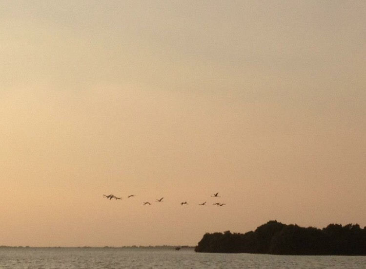 Photo of Al Thakira Mangroves Forest END, Al Khor, Qatar by Rashmi Shetty