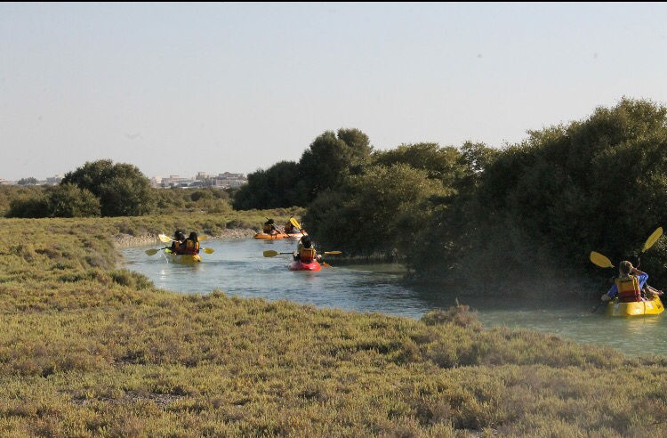 Photo of Al Thakira Mangroves Forest END, Al Khor, Qatar by Rashmi Shetty