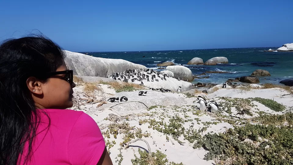 Photo of Boulders Penguin Colony, Secluse Avenue, Cape Town, South Africa by Rashmi Shetty