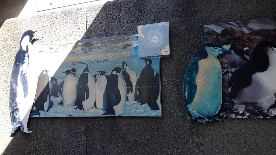 Photo of Boulders Penguin Colony, Secluse Avenue, Cape Town, South Africa by Rashmi Shetty