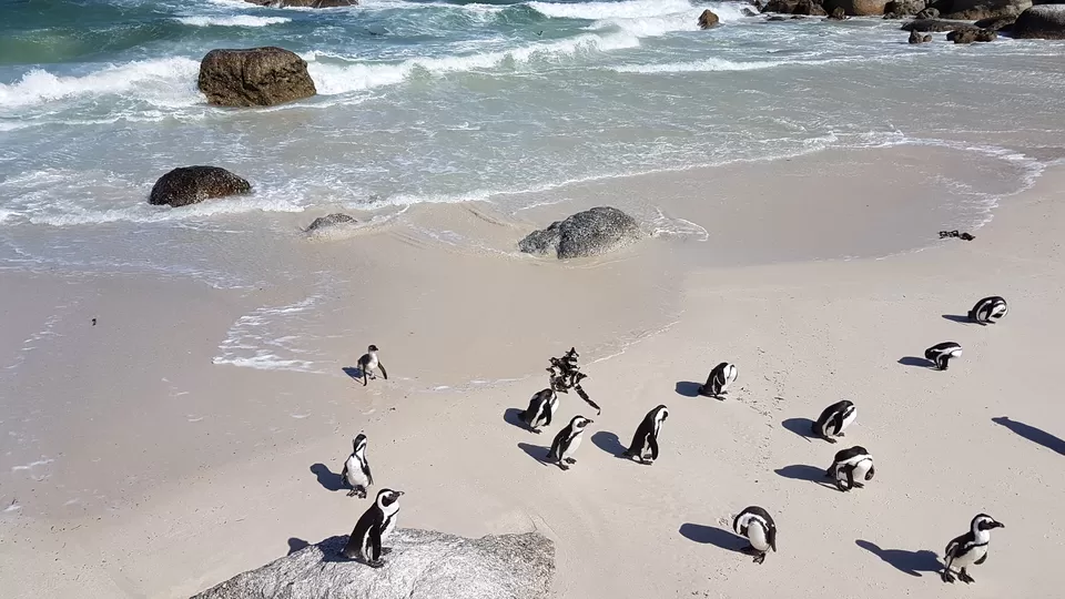 Photo of Boulders Penguin Colony, Secluse Avenue, Cape Town, South Africa by Rashmi Shetty