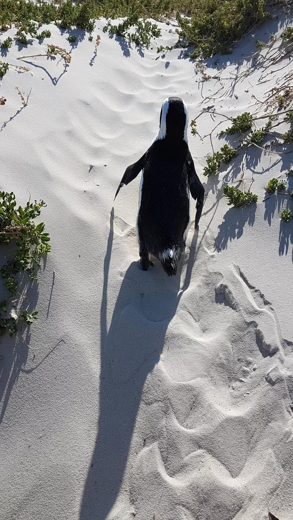 Photo of Boulders Penguin Colony, Secluse Avenue, Cape Town, South Africa by Rashmi Shetty