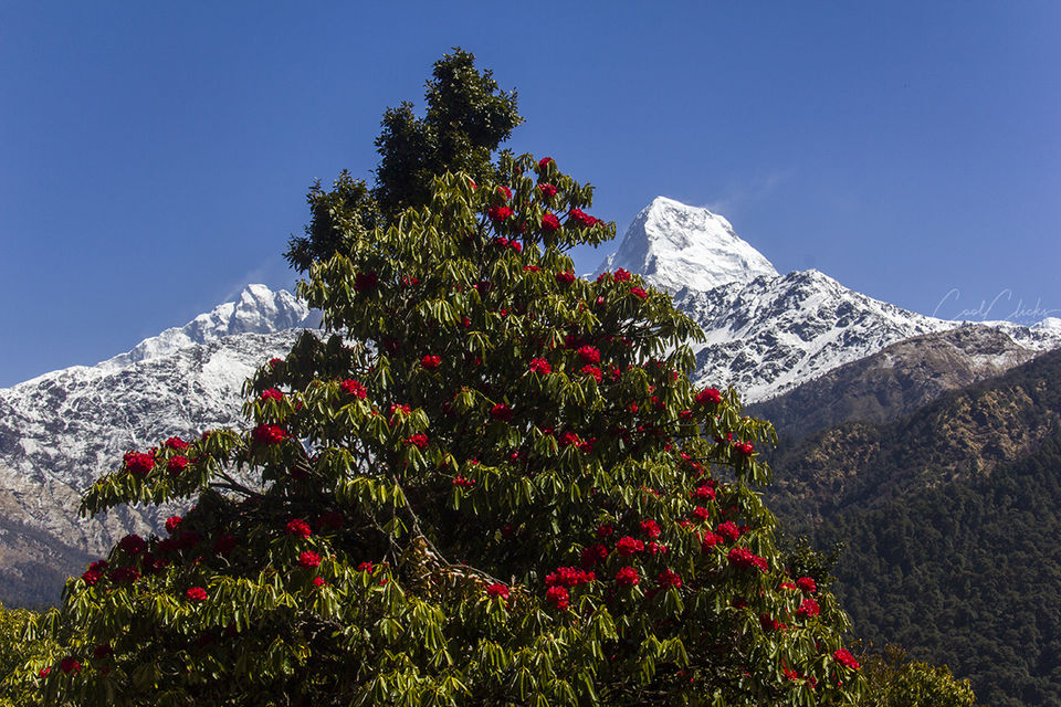 Photo of A photo trip to Poonhill, Nepal by Eleutheromaniac