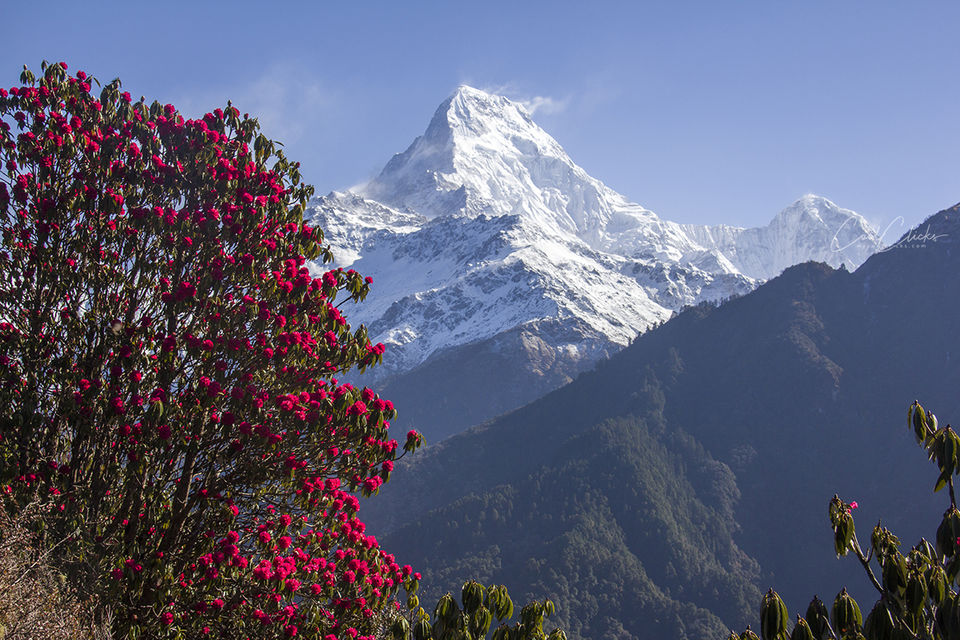 Photo of A photo trip to Poonhill, Nepal by Eleutheromaniac
