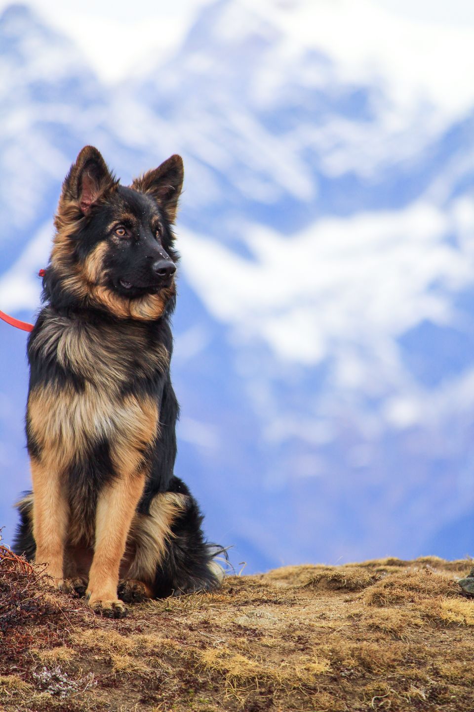 Photo of Troy goes on a road trip ! #TravelWithPets 1/1 by Nmrtä Patel