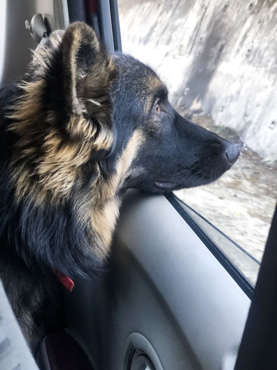 Photo of Troy goes on a road trip ! #TravelWithPets by Nmrtä Patel