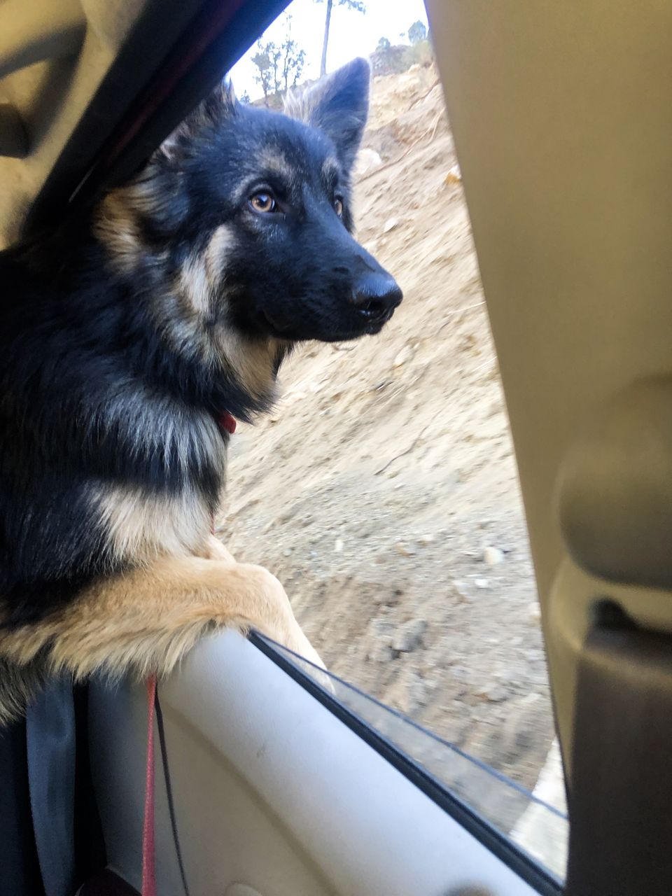Photo of Troy goes on a road trip ! #TravelWithPets by Nmrtä Patel