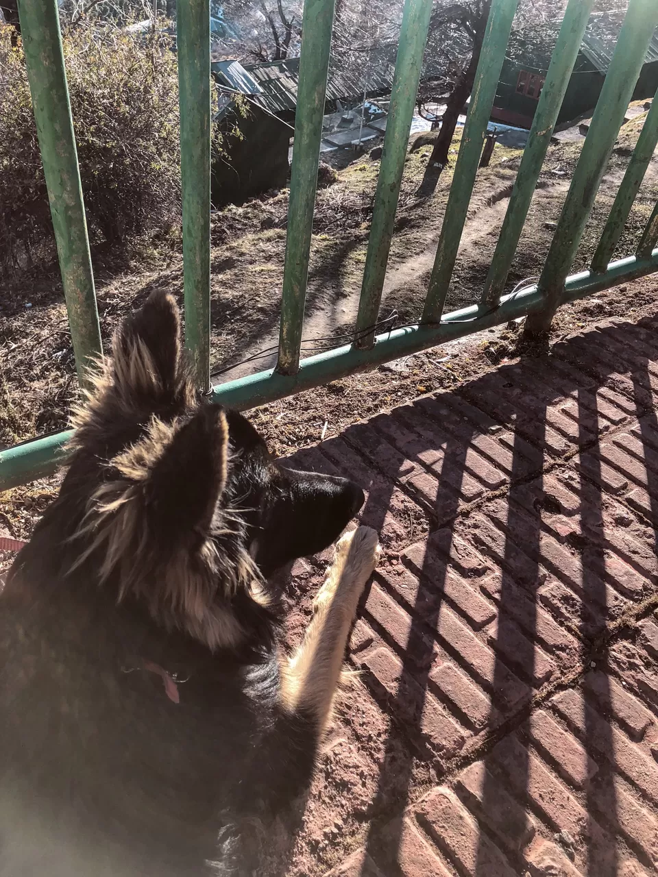 Photo of Auli Laga Joshimath, Uttarakhand, India by Nmrtä Patel