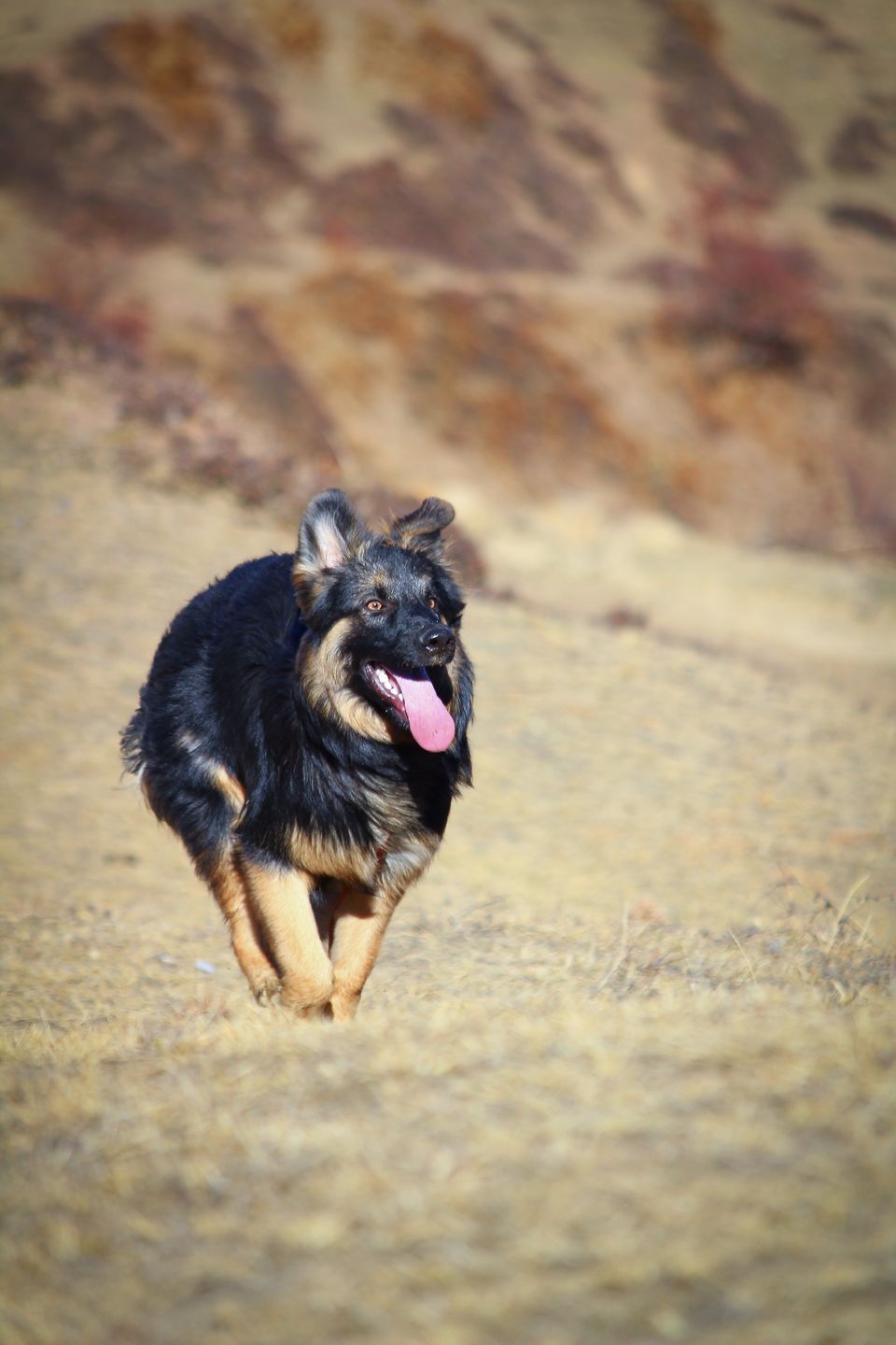 Photo of Troy goes on a road trip ! #TravelWithPets by Nmrtä Patel