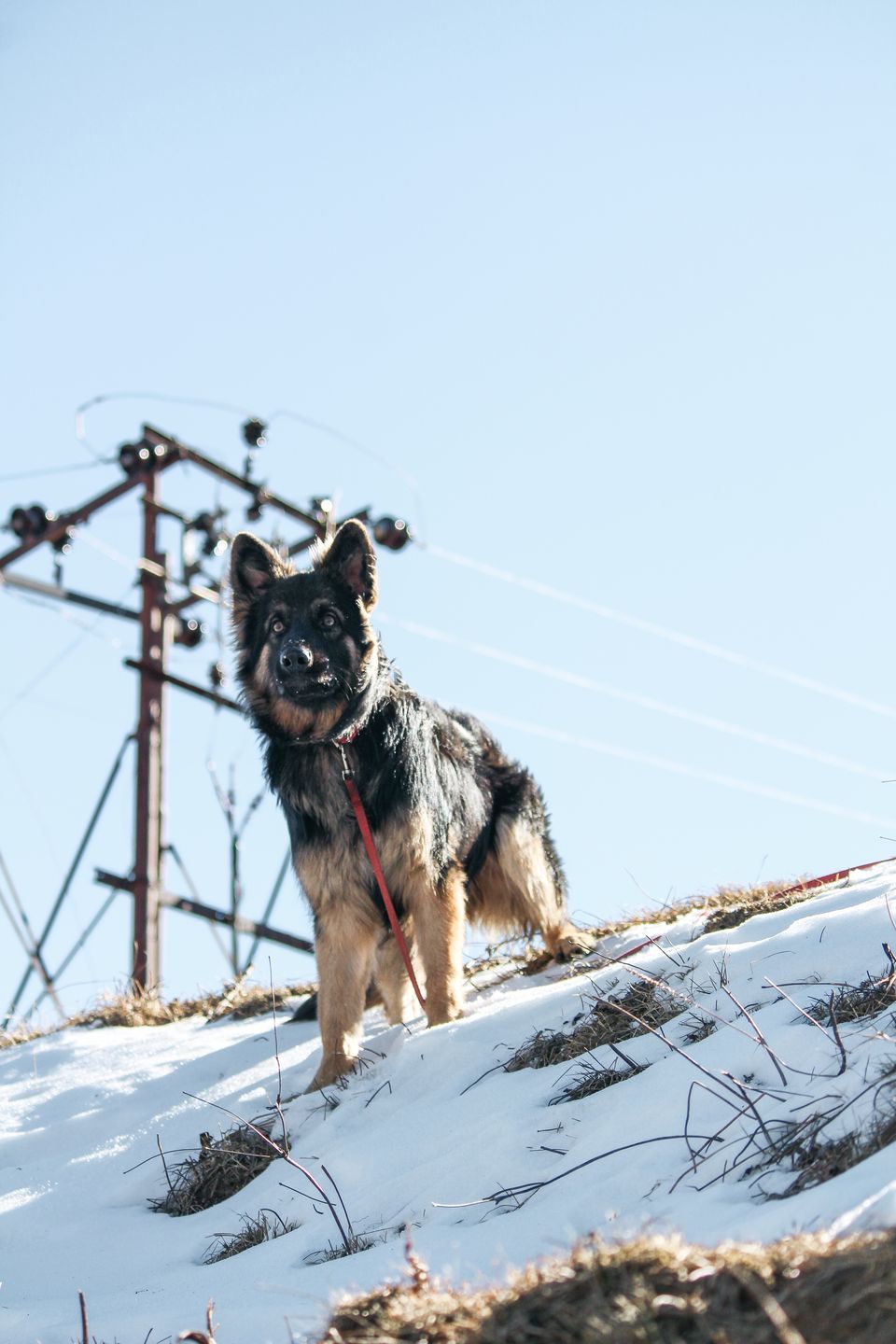 Photo of Troy goes on a road trip ! #TravelWithPets by Nmrtä Patel