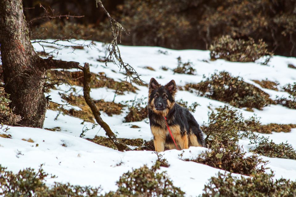Photo of Troy goes on a road trip ! #TravelWithPets by Nmrtä Patel