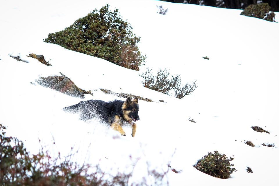 Photo of Troy goes on a road trip ! #TravelWithPets by Nmrtä Patel