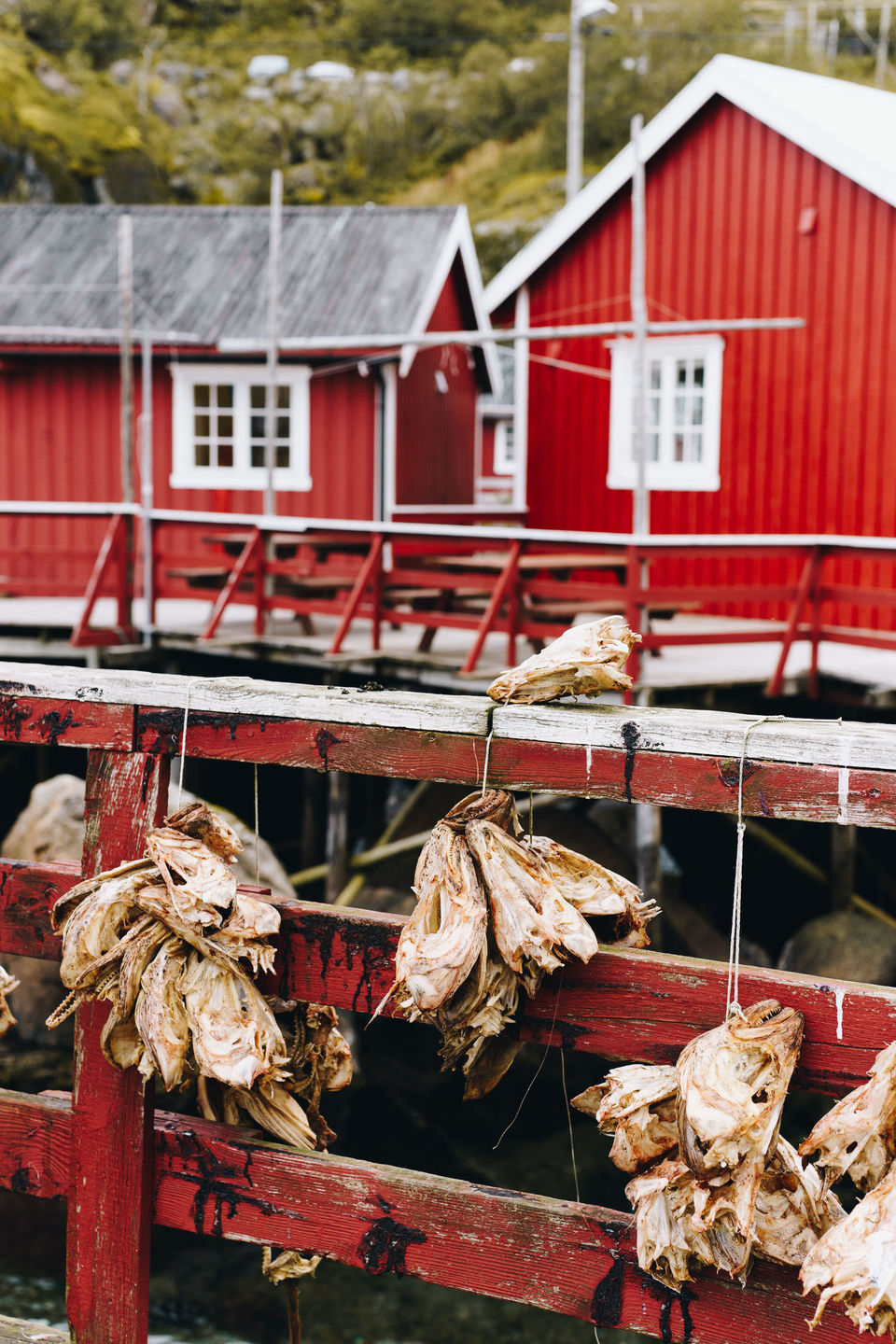 Photo of 8 reasons why the Lofoten Islands should be on your bucket list !! 15/16 by Nmrtä Patel