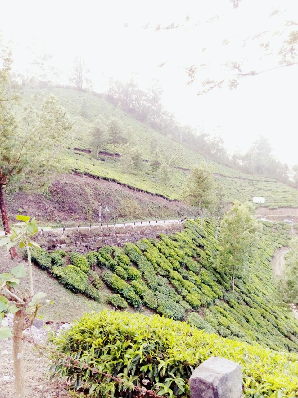 Photo of The Unusual Munnar- Its not only about Tea Plantations by Srishti Dutt