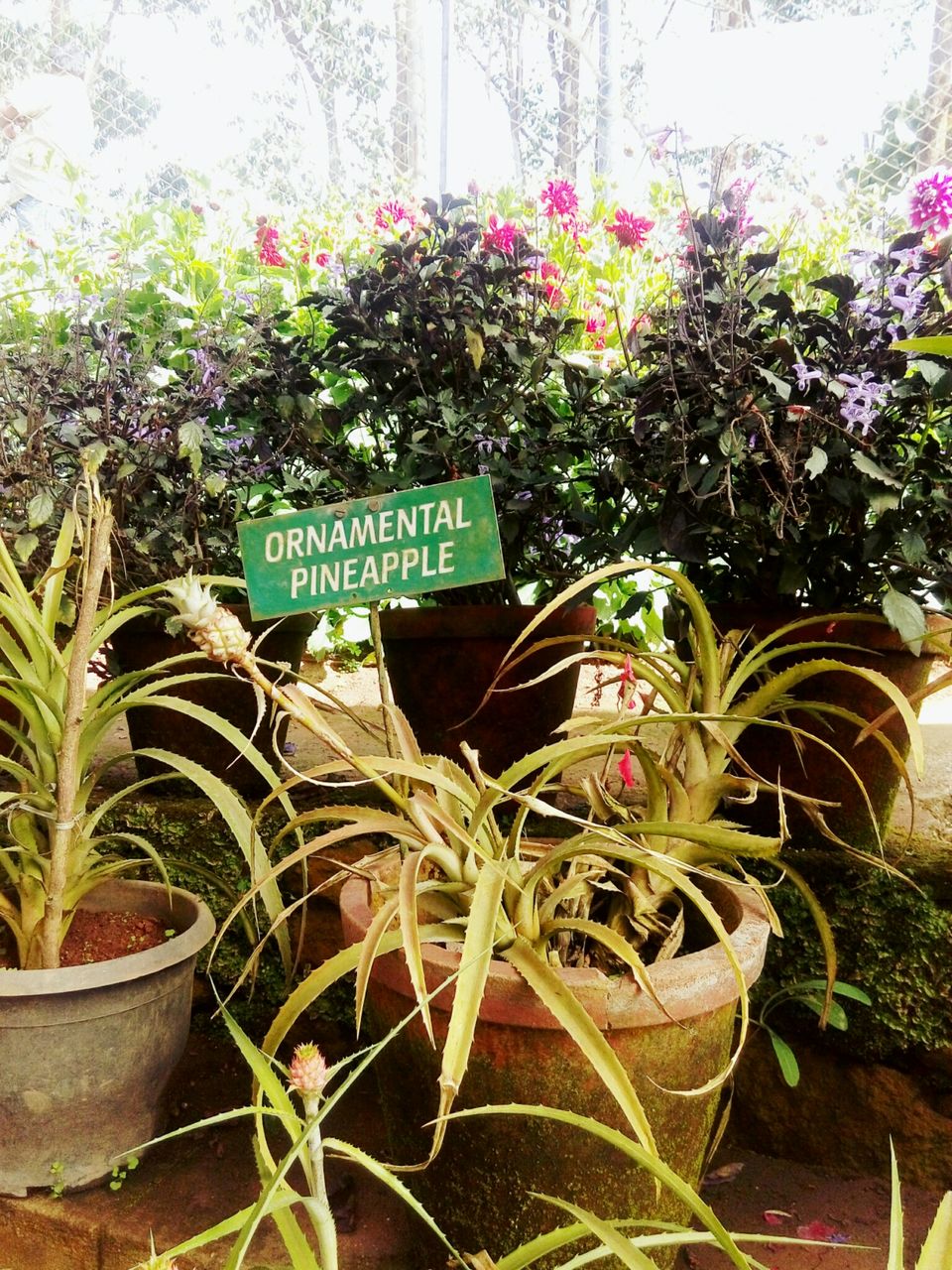 Photo of The Unusual Munnar- Its not only about Tea Plantations by Srishti Dutt