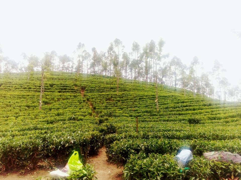 Photo of The Unusual Munnar- Its not only about Tea Plantations by Srishti Dutt