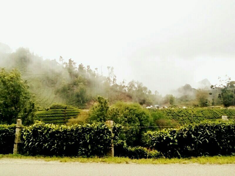 Photo of The Unusual Munnar- Its not only about Tea Plantations by Srishti Dutt