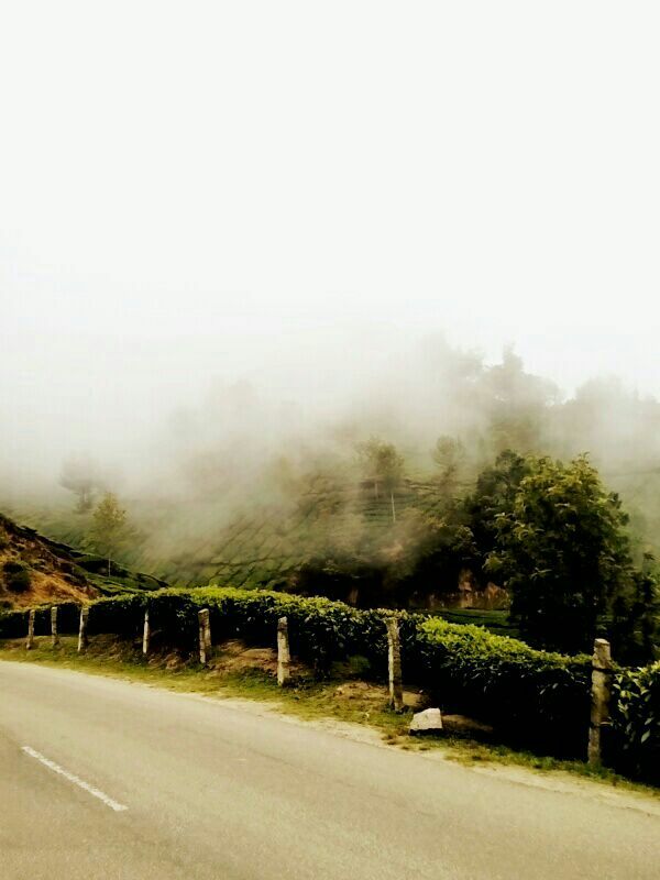 Photo of The Unusual Munnar- Its not only about Tea Plantations by Srishti Dutt