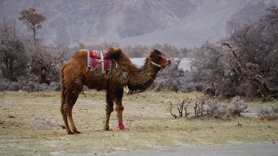 Photo of Nubra Valley: Ladakh's Own Gateway to Beauty and Splendor by Osheen jain