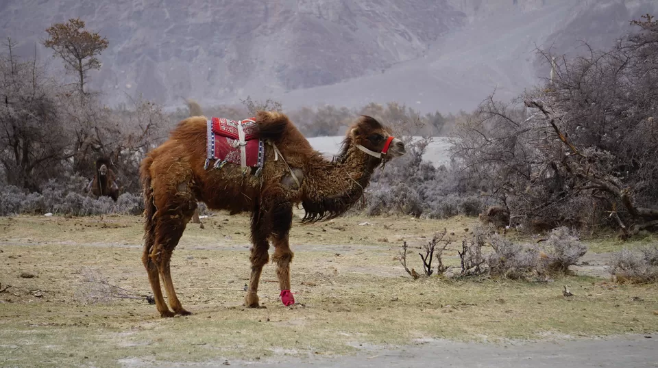 Photo of Nubra Valley: Ladakh's Own Gateway to Beauty and Splendor by Osheen jain