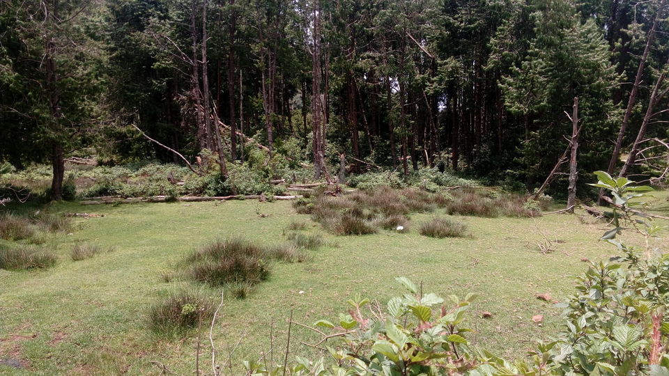 Photo of Ooty- Coonoor- The Green Giants! by Footloose Backpackers