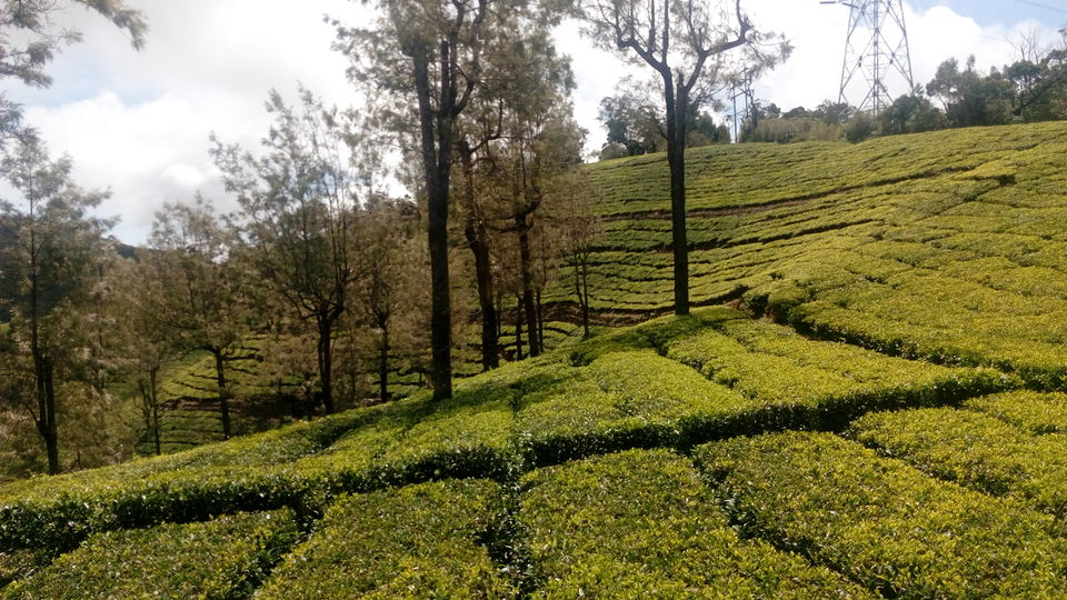 Photo of Ooty- Coonoor- The Green Giants! by Footloose Backpackers