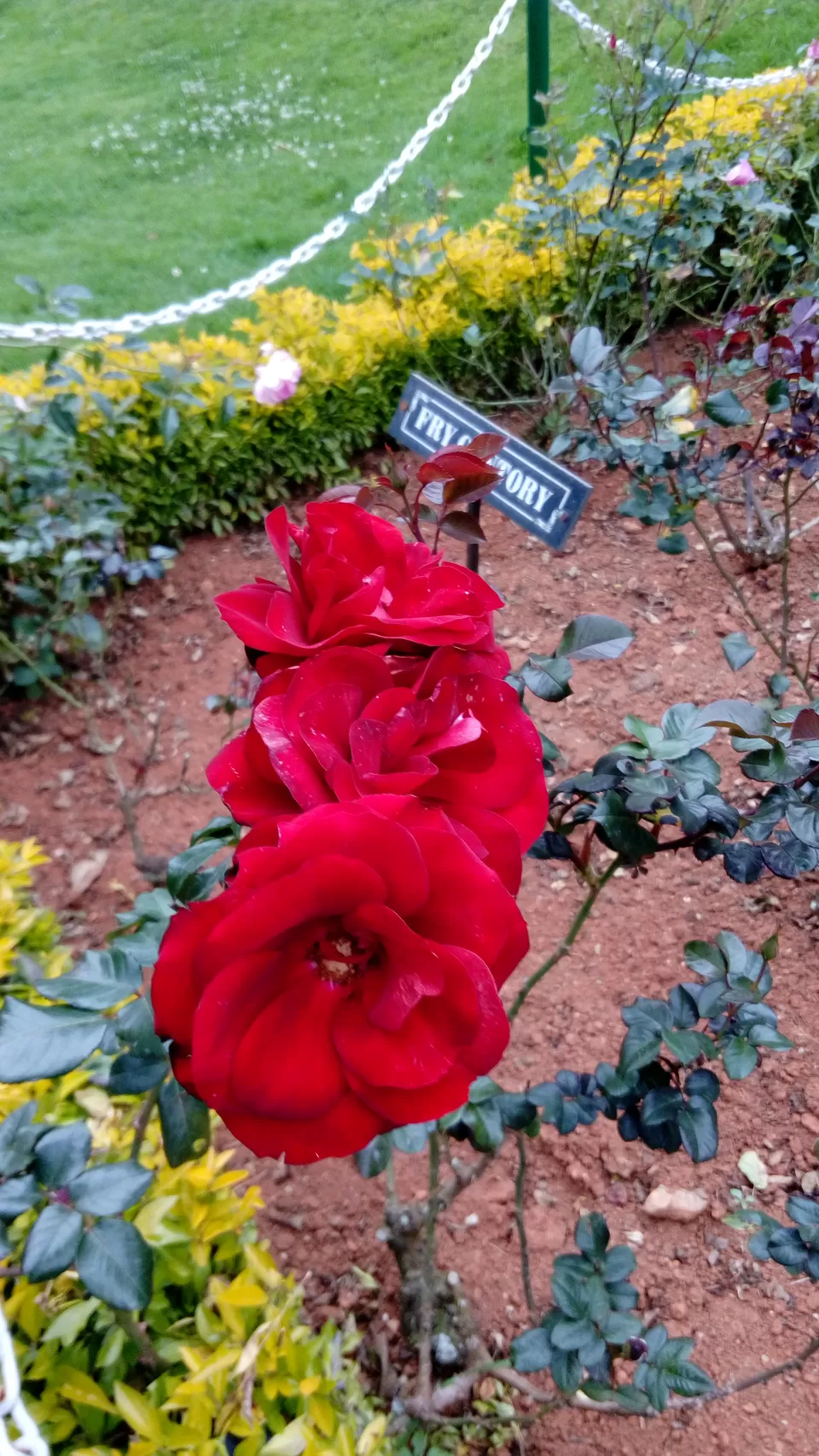 Photo of Rose Garden, Upper Bazaar, Ooty, Tamil Nadu, India by Footloose Backpackers