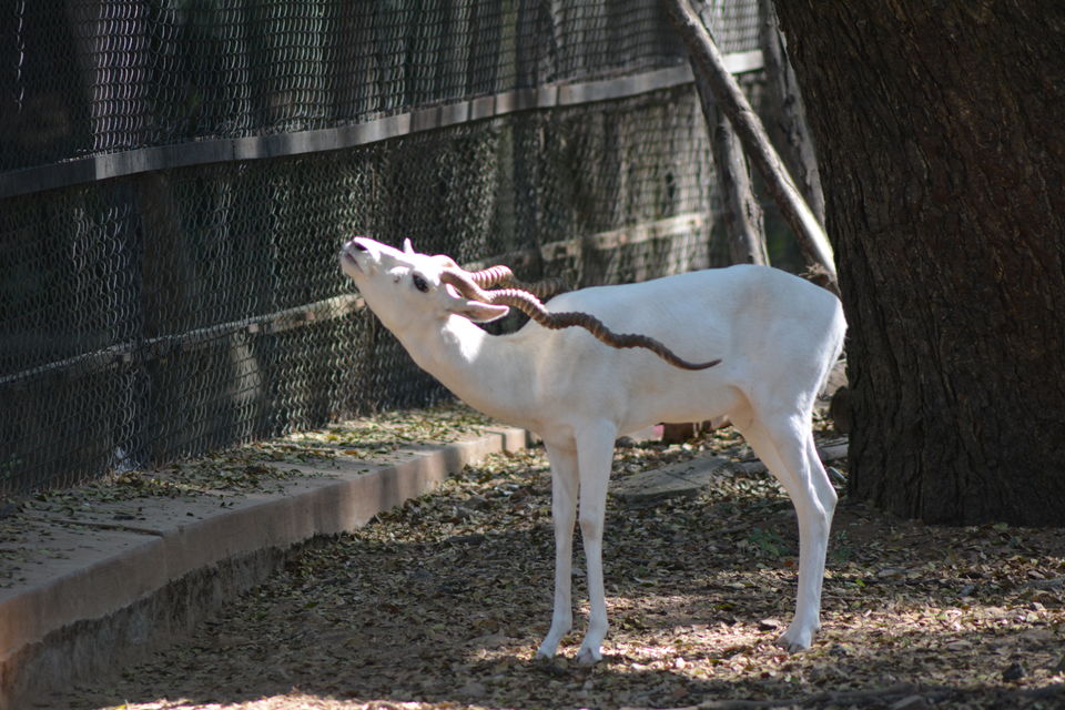 Photo of Mysore Zoo, Mysuru, Karnataka, India by Footloose Backpackers