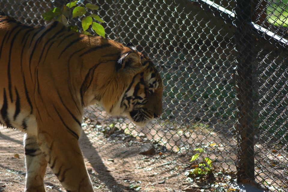 Photo of Mysore Zoo, Mysuru, Karnataka, India by Footloose Backpackers