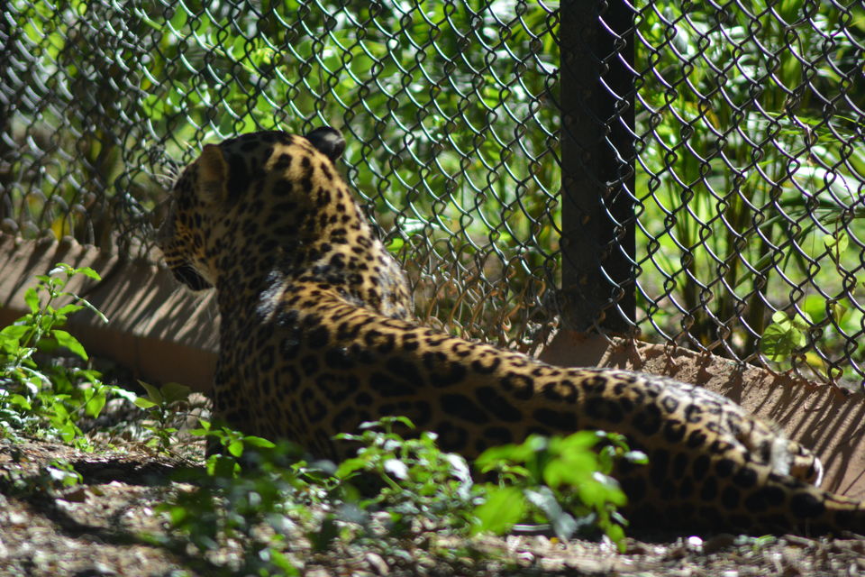 Photo of Mysore Zoo, Mysuru, Karnataka, India by Footloose Backpackers
