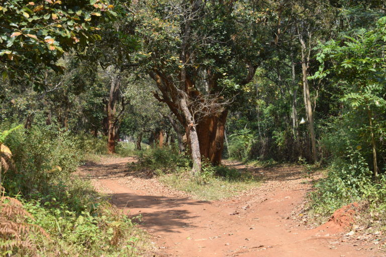 Photo of Karadiyoor View Point, Nagloor Kolakoor Road, Karadiyoor, Elavadi, Tamil Nadu, India by Footloose Backpackers