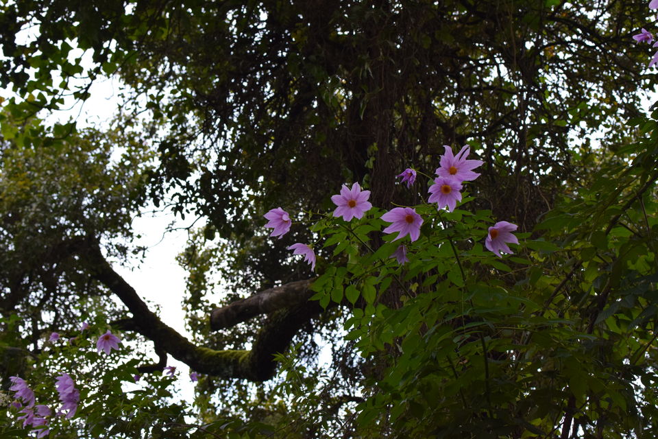Photo of Bryant Park, Lower Shola Road, Kodaikanal, Tamil Nadu, India by Footloose Backpackers