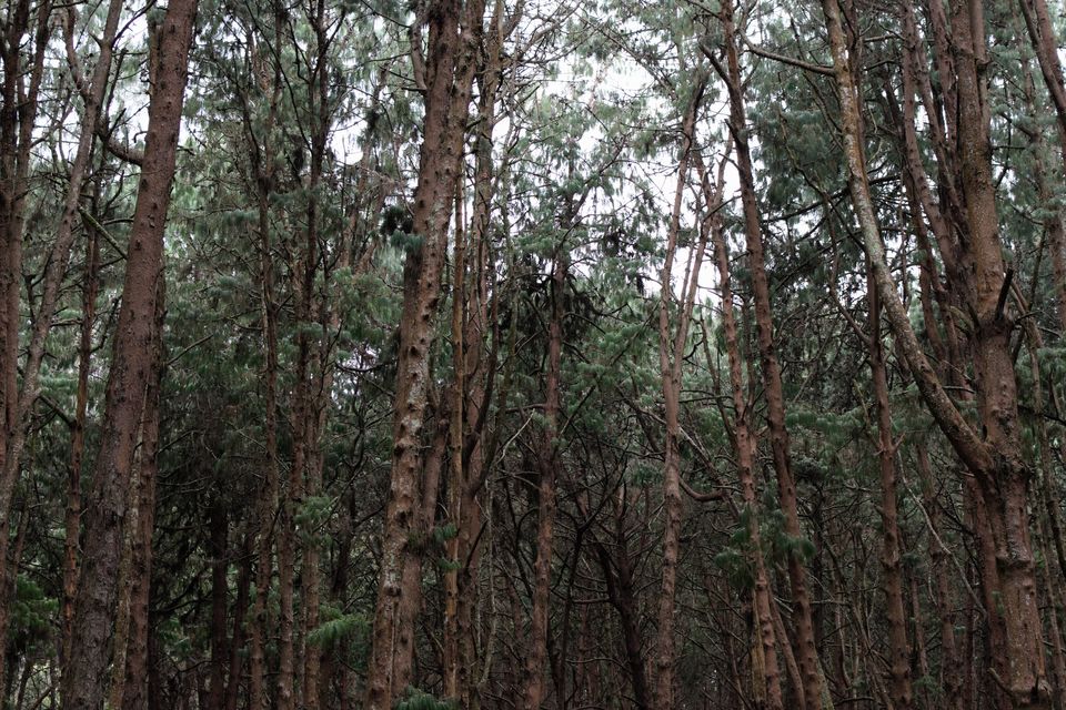 Photo of Kodaikanal Pine Forest, Kodaikanal Ghat Road, Shenbaganur, Kodaikanal, Tamil Nadu, India by Footloose Backpackers