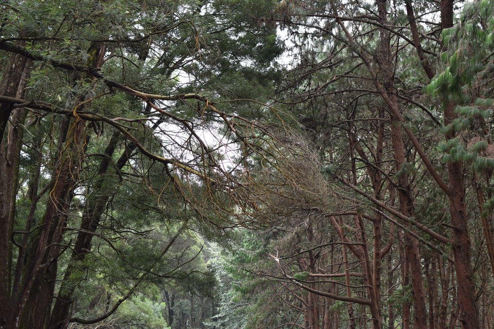 Photo of Kodaikanal Pine Forest, Kodaikanal Ghat Road, Shenbaganur, Kodaikanal, Tamil Nadu, India by Footloose Backpackers