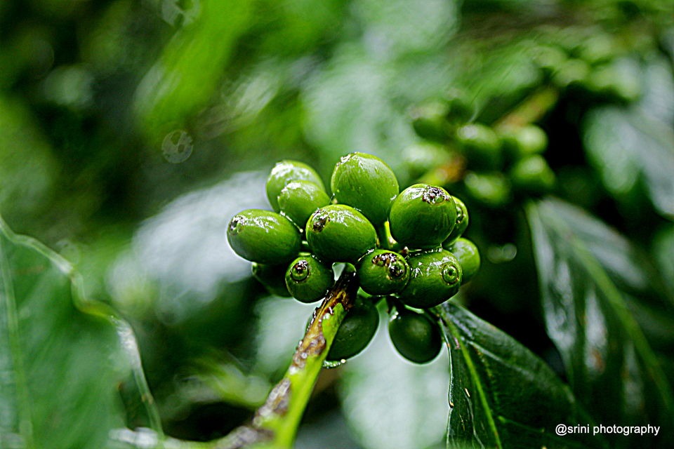 Photo of Nirvana Kutira - A Rejuvenating Stay Experience in Chikmagalur 25/28 by Srinivas Murthy