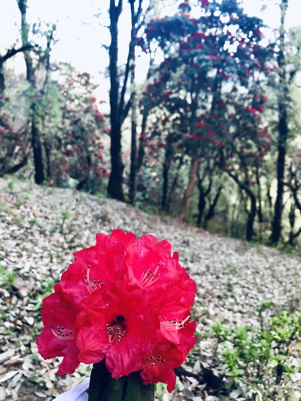 Photo of First Trek & The Mount of Nag Tibba .. 5/12 by Richa Devale