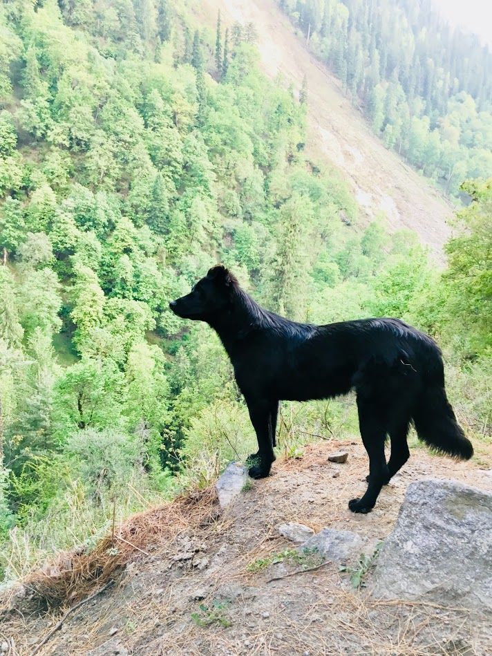 Photo of Backpacking Days in Kasol & Tosh. 6/7 by Richa Devale