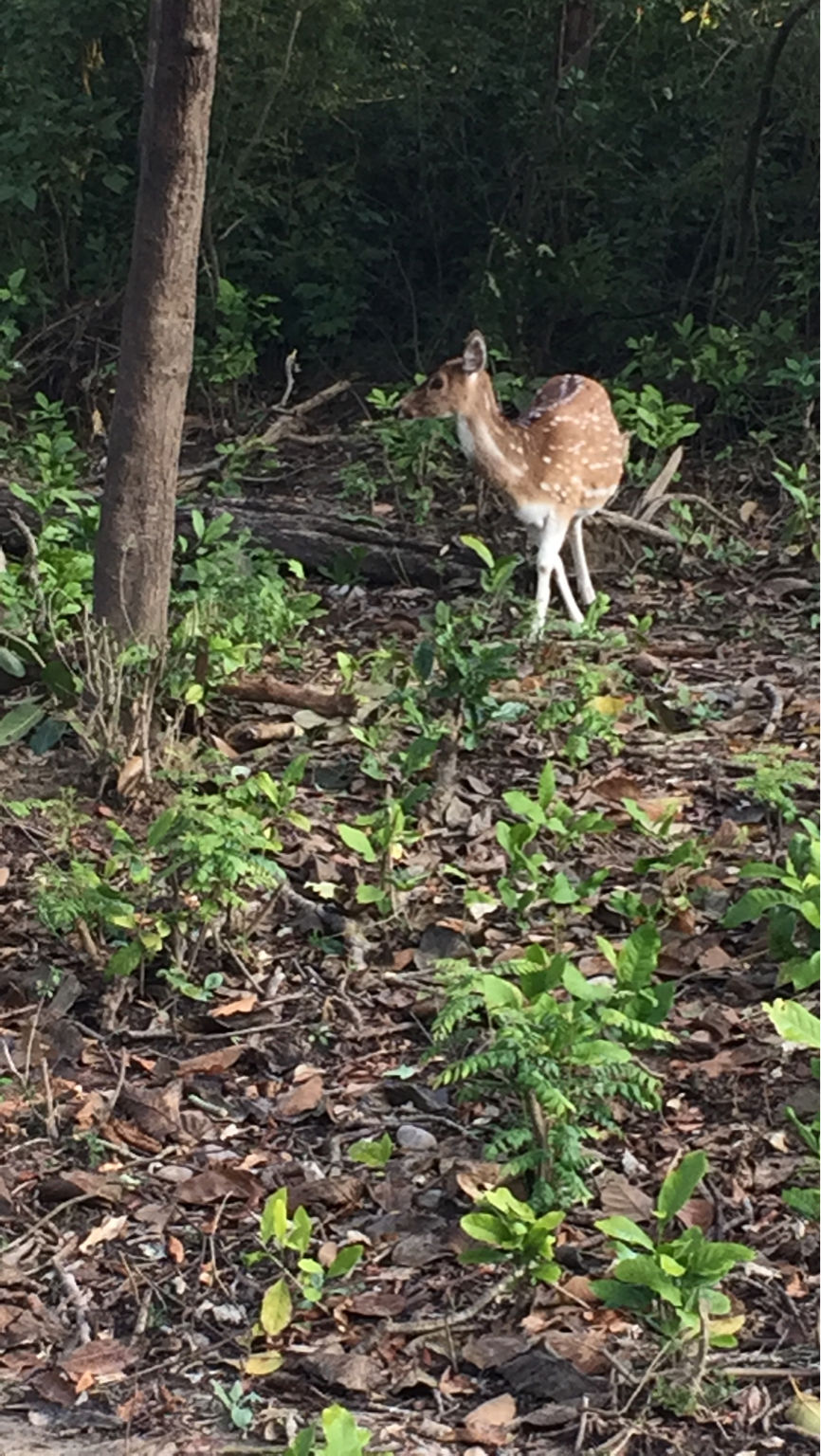 Photo of I Visited Jim Corbett In 100₹ And You Can Too by Traveltemptationss