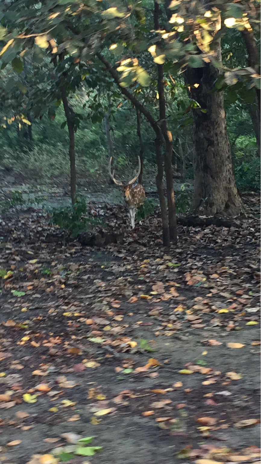 Photo of I Visited Jim Corbett In 100₹ And You Can Too by Traveltemptationss