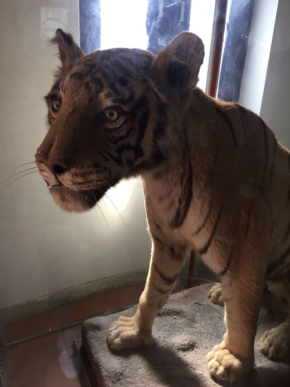 Photo of I Visited Jim Corbett In 100₹ And You Can Too by Traveltemptationss