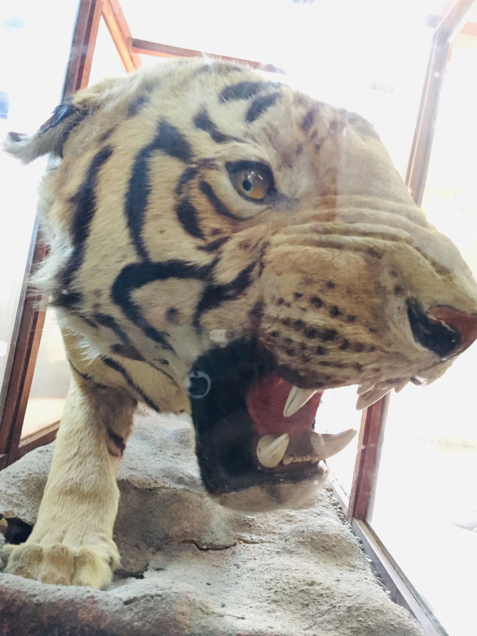 Photo of I Visited Jim Corbett In 100₹ And You Can Too by Traveltemptationss